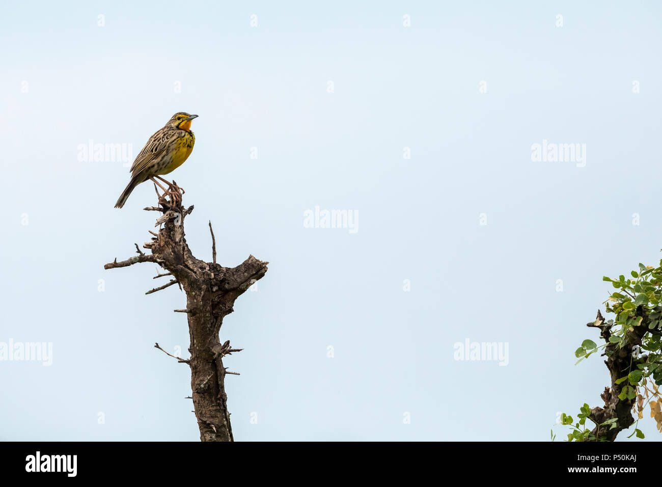 Pangani Longclaw (Macronyx aurantiigula) auf einem Zweig in den Tarangire Nationalpark, Tansania thront Stockfoto