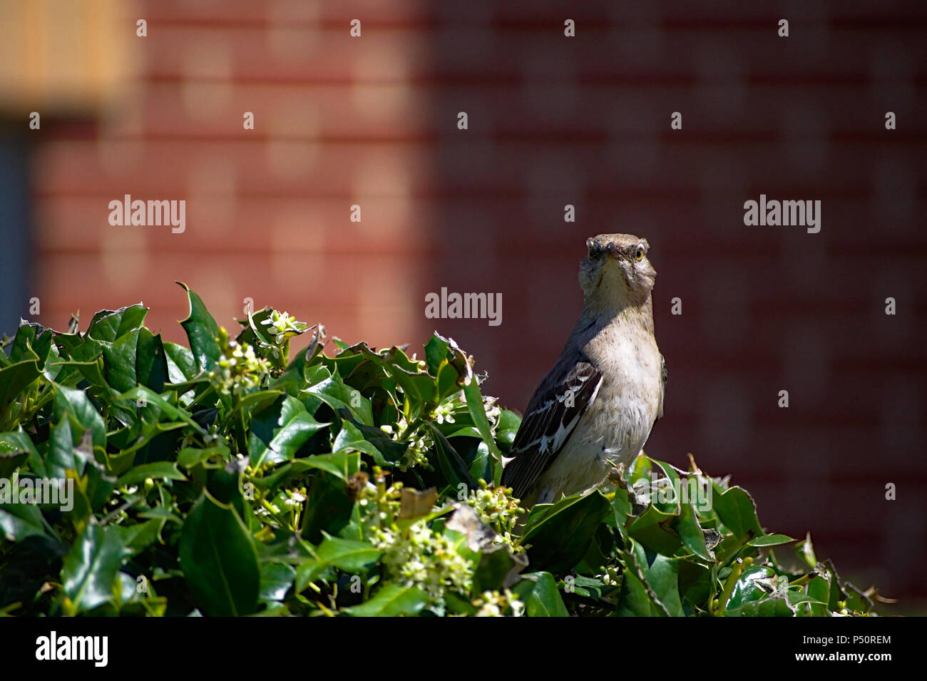 Mockingbird auf Holly Bush Stockfoto
