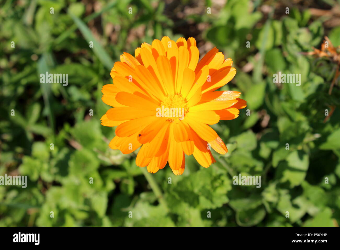 Englisch Ringelblume oder Pot marigold oder Calendula officinalis oder  Scotch Ringelblume blühen Orange Blume mit kleinen Fliegen auf die  Blütenblätter auf dunkelgrünen Blätter Stockfotografie - Alamy