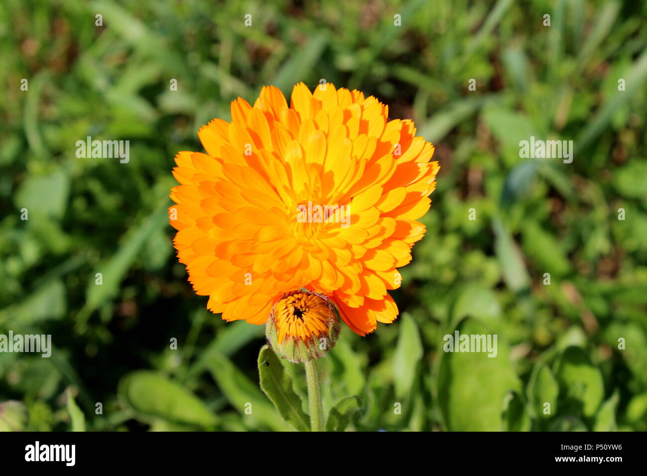 Englisch Ringelblume oder Pot marigold oder Calendula officinalis oder