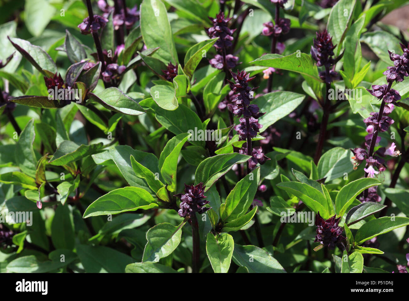 Thai Basilikum Ocimum basilicum var. Thyrsiflora-, Gewürz- und Heilpflanze Stockfoto
