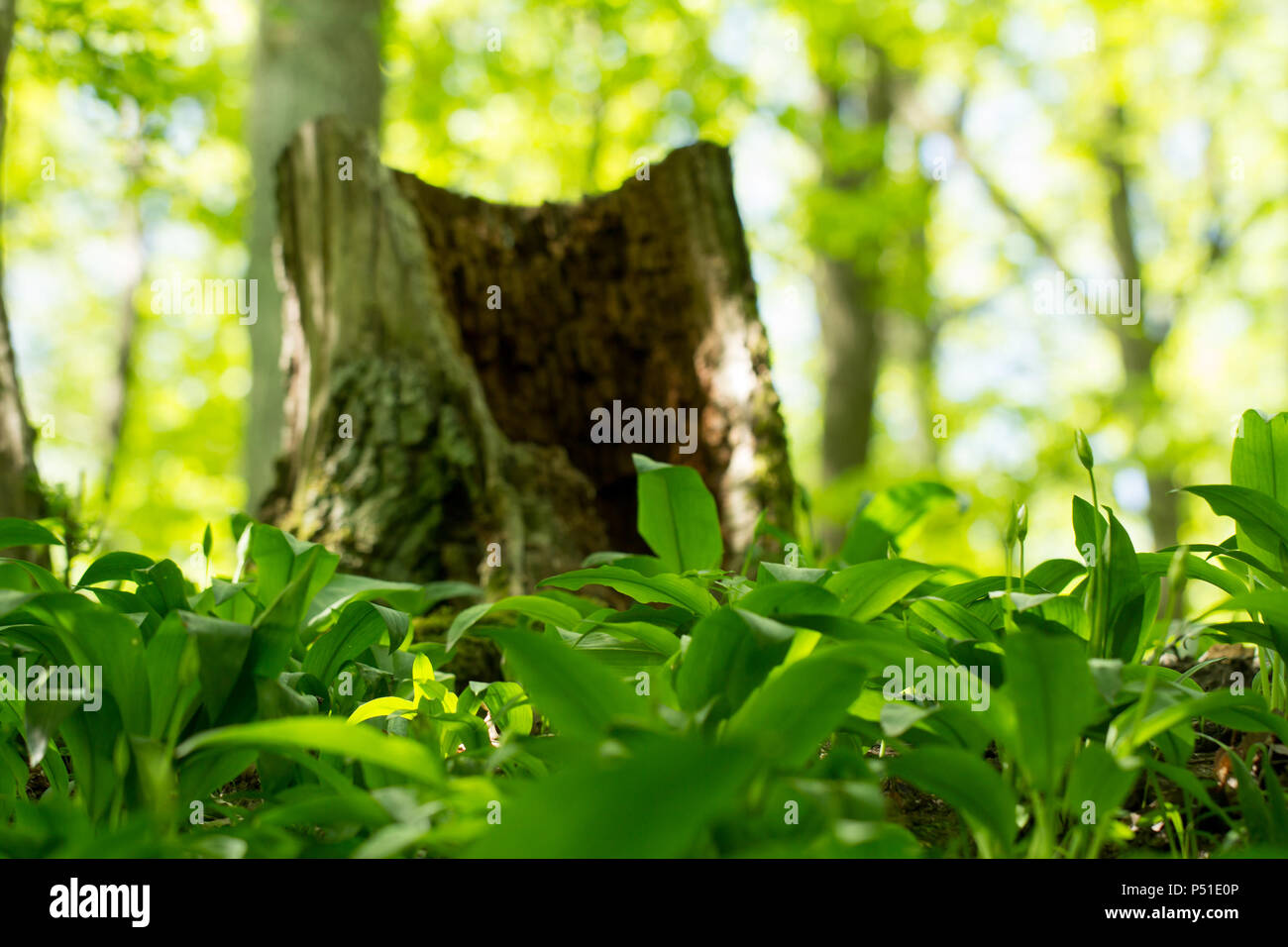 Baumstumpf inmagic grünen Wald Stockfoto