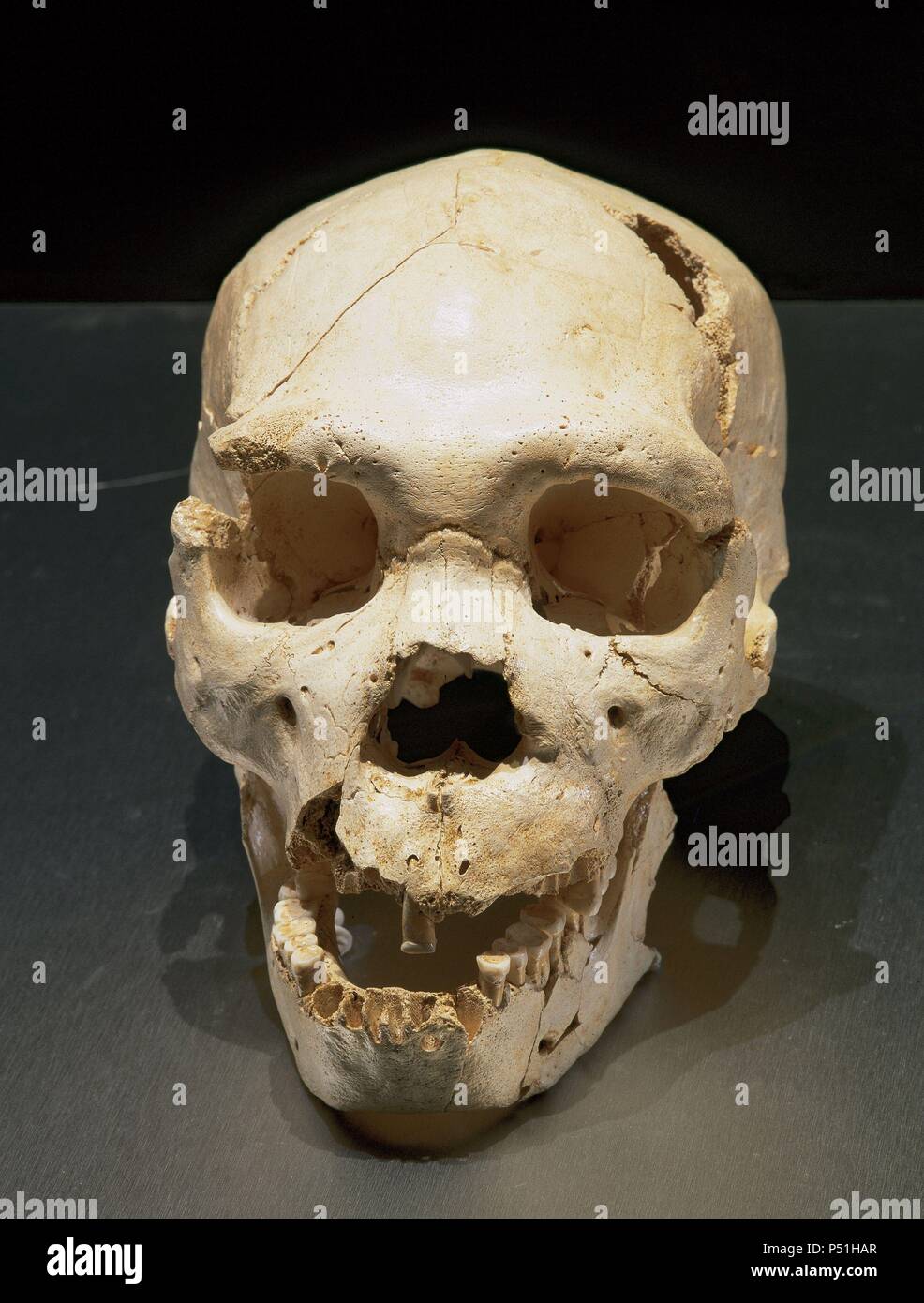 Homo heidelbergensis. Schädel Nummer 5. In der Grube der Knochen, die Website von Atapuerca (Spanien) entdeckt. Europäische mittleren Pleistozän. Atapuerca. Spanien. Stockfoto