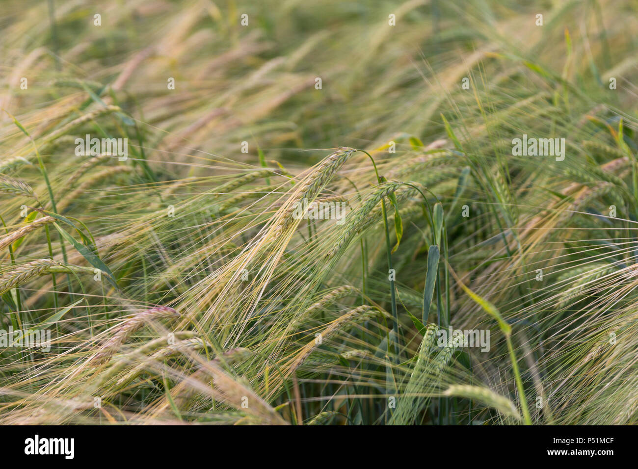 Gelbes Korn reif für die Ernte wachsen in einem Feld-Hof Stockfoto