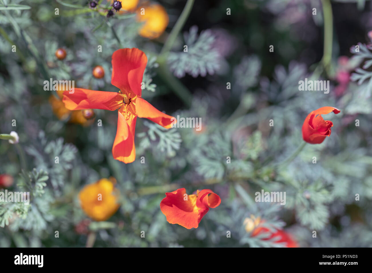 Blumen; Schloss Rosenborg Gärten, Kopenhagen, Dänemark Stockfoto