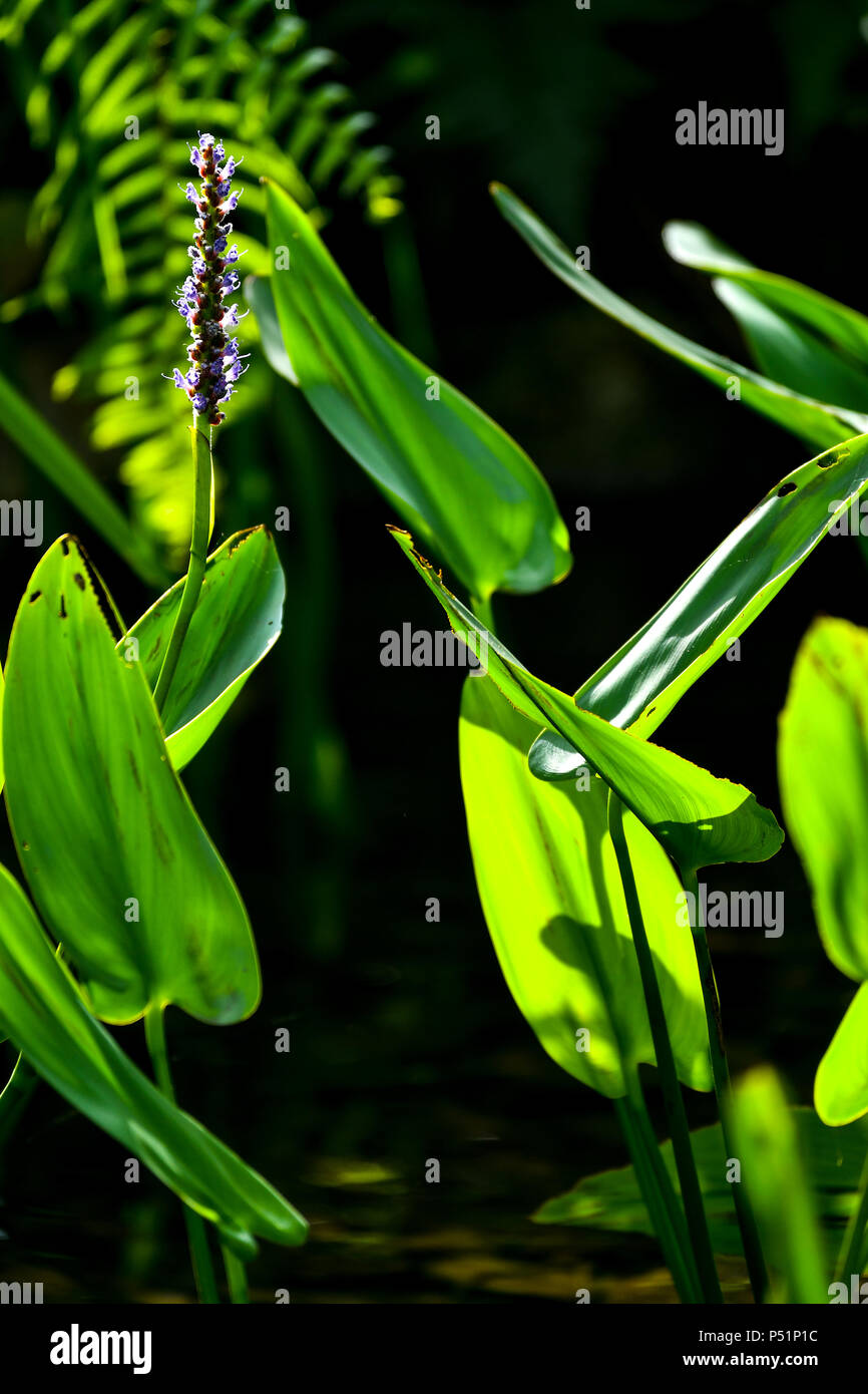 Blau pickerel Unkraut Stockfoto