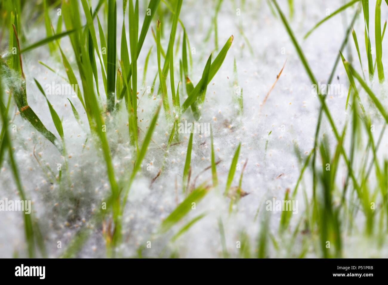 Kleine und grünes Gras ist eingehüllt in warme Pappel Flaum. Er bedeckte  den Boden wie eine Decke und einen Haufen versammelt Neben der Pflanzen  Stockfotografie - Alamy