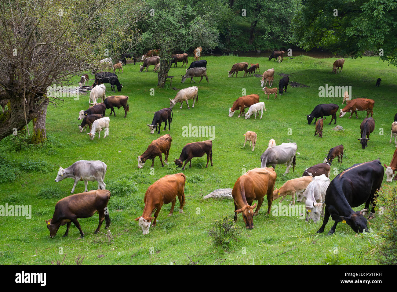 Bos taurus. Kühe, Stiere und Kälber. Vieh wird als Tiere, die für Fleisch gehoben, für Milch, für versteckt. Stockfoto