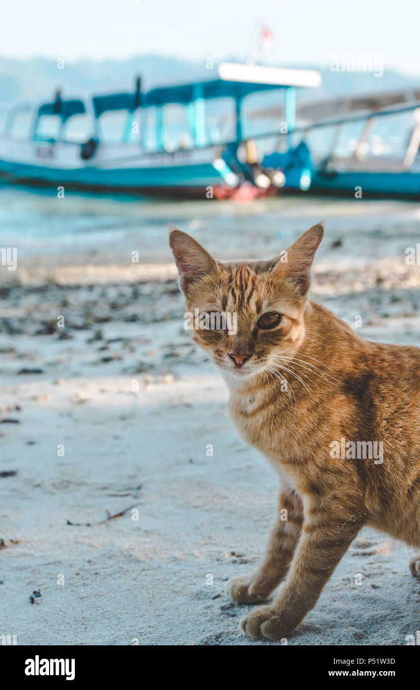Gelbe Katze Stockfoto