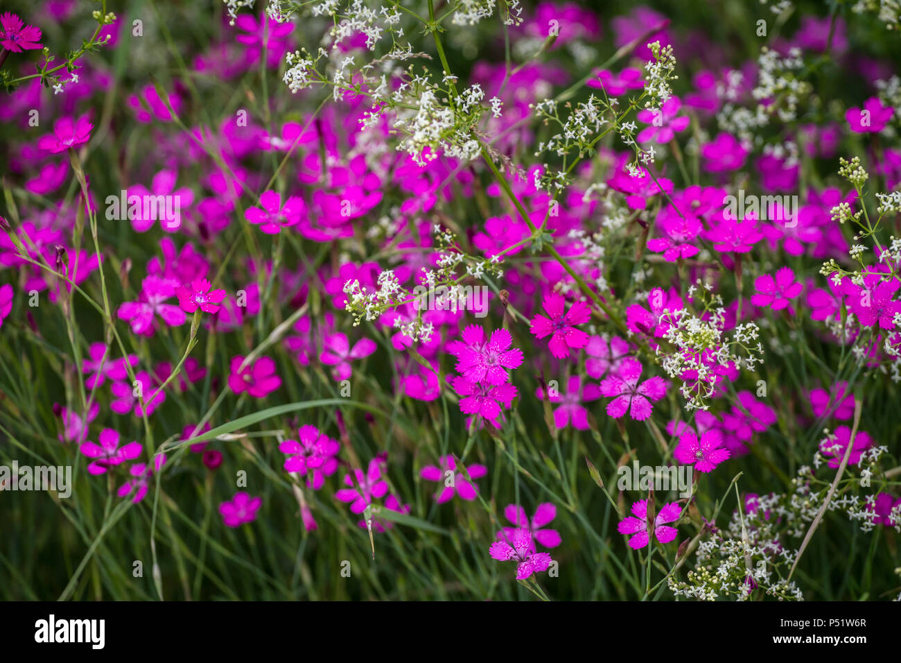 Kartäuser Rosa - Kartäusernelke - Dianthus carthusianorum Stockfoto