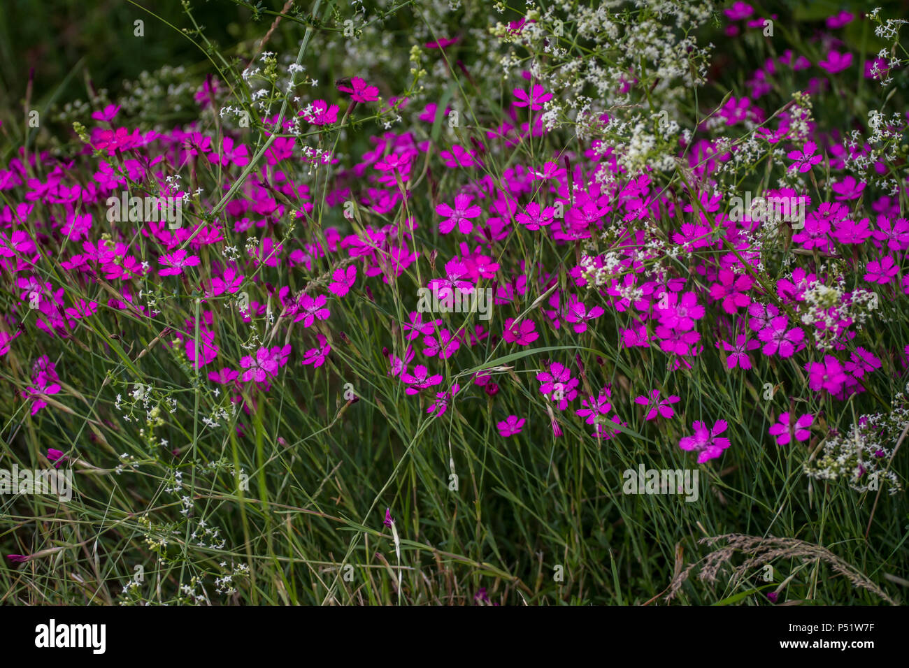 Kartäuser Rosa - Kartäusernelke - Dianthus carthusianorum Stockfoto