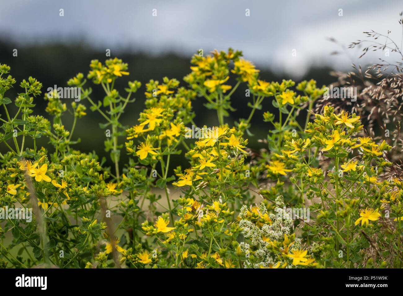 Bernstein - Echtes Johanniskraut - Hypericum perforatum Stockfoto