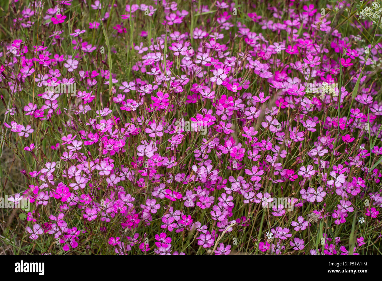 Kartäuser Rosa - Kartäusernelke - Dianthus carthusianorum Stockfoto