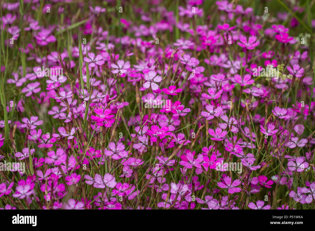Kartäuser Rosa - Kartäusernelke - Dianthus carthusianorum Stockfoto