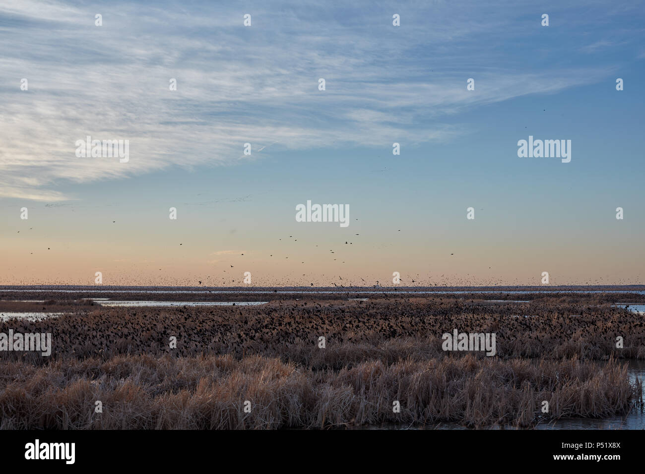 Herde von Migration von Amseln bei Sonnenuntergang an den Himmel über die Feuchtgebiete von Cheyenne Bottoms, Kansas ein beliebter Rastplatz für Migrationen Stockfoto