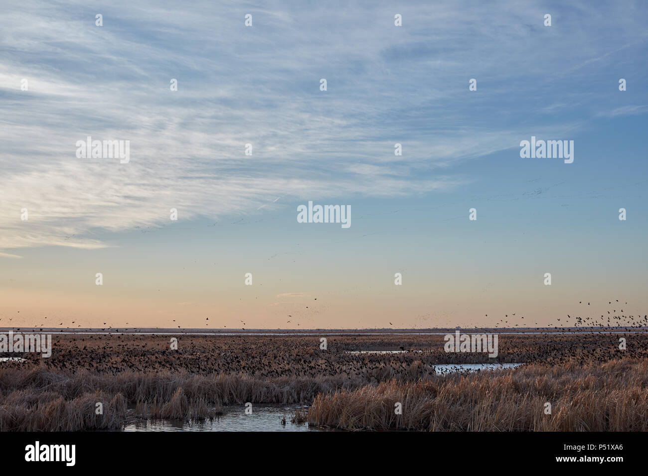 Herde von Migration von amseln am Cheyenne Bottoms fliegen tief über dem Schilf in den Feuchtgebieten bei Sonnenuntergang mit einem orangefarbenen Leuchten im Himmel Stockfoto