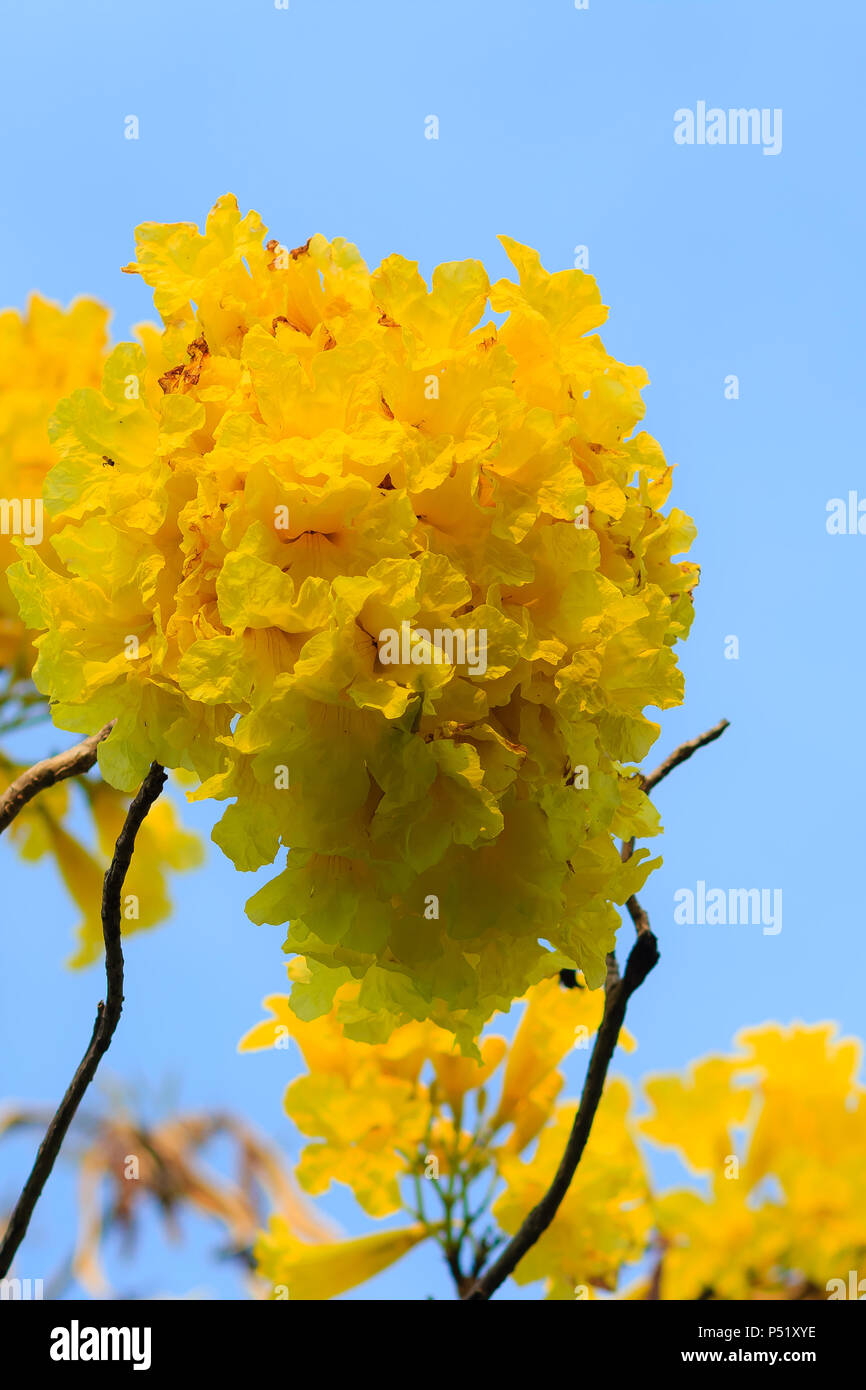 Closeup schöne gelbe Blume silber Trompete Baum (Baum von Gold, Paraguayische silber Trompete Baum, Tabebuia aurea), bunte Blüten sind auf Stockfoto