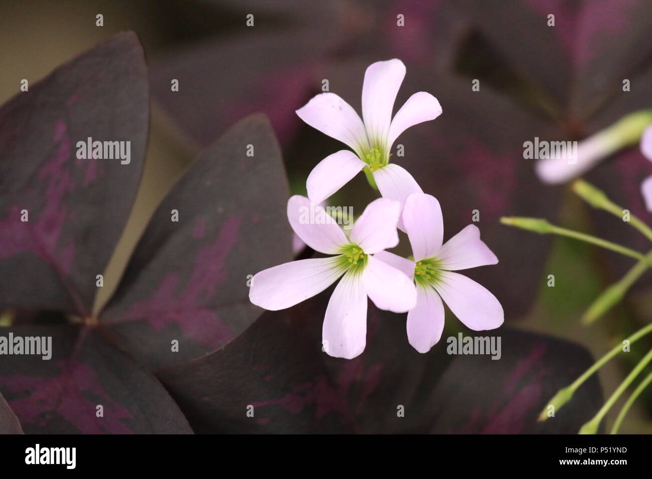 Schöne rosa Blüten Stockfoto