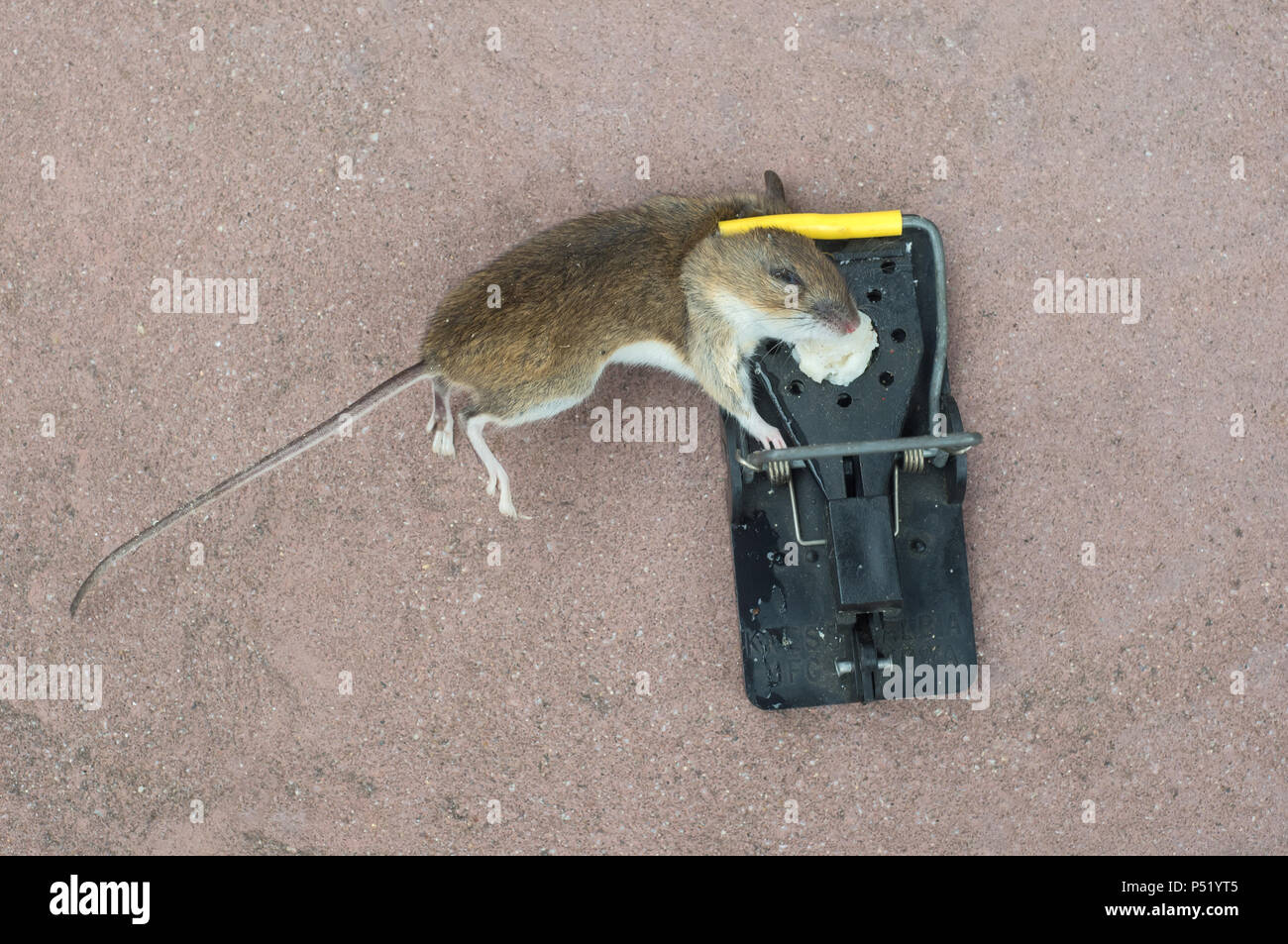 Ein totes Haus Maus in einer Mausefalle Stockfotografie - Alamy