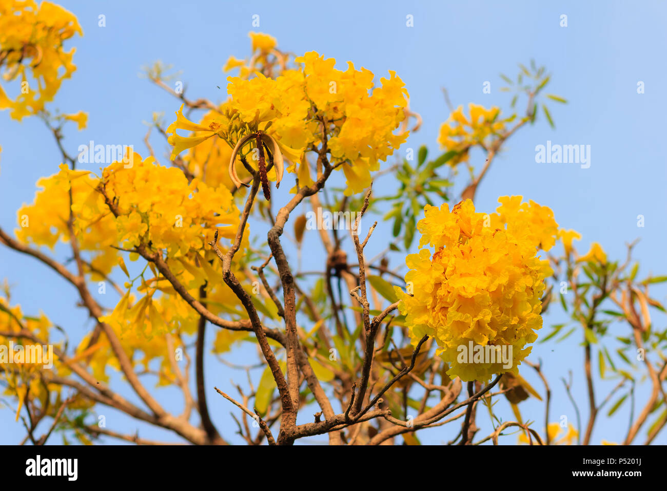Closeup schöne gelbe Blume silber Trompete Baum (Baum von Gold, Paraguayische silber Trompete Baum, Tabebuia aurea), bunte Blüten sind auf Stockfoto
