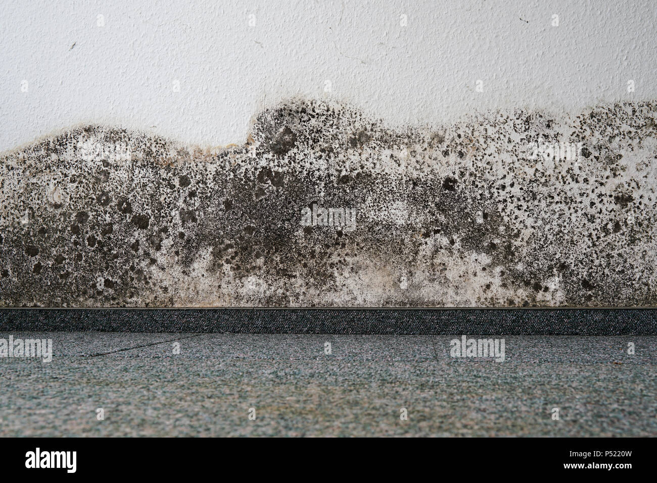 Schimmel an der Wand in einem Apartment Stockfoto