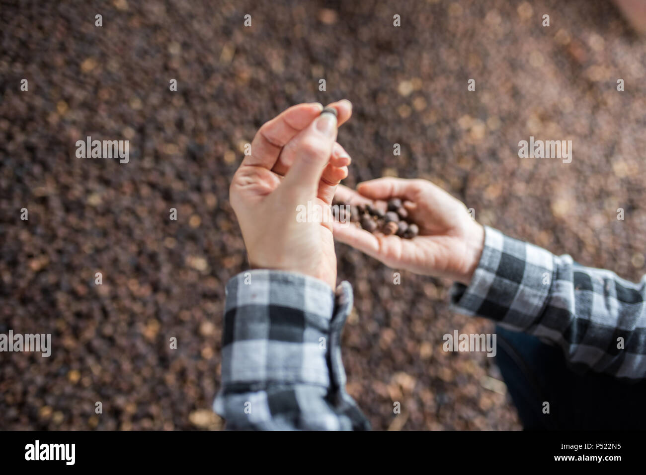 Weibliche Hände mit Kaffeebohnen auf kolumbianischem Kaffee Bauernhof - close-up Stockfoto