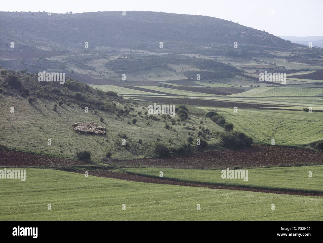 Vista de un paisaje Agrícola en Las cercanías de Palazuelos, con Campos sembrados de Cereales. Provincia de Guadalajara. Kastilien-la Mancha. España. Stockfoto