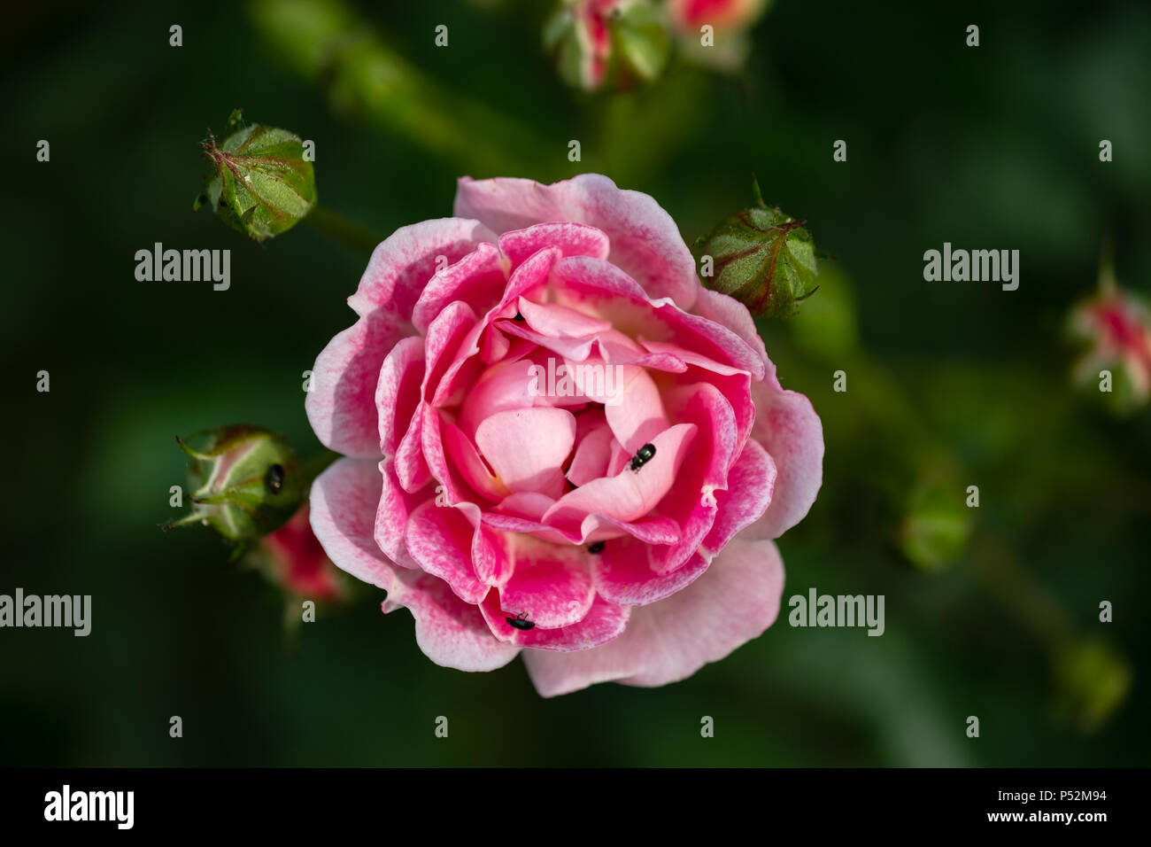 Isoliertes, flaches Fokusbild einer rosa Rose, die nahe der vollen Blüte gezeigt wird, zusammen mit den umgebenden Rosenknospen. Stockfoto