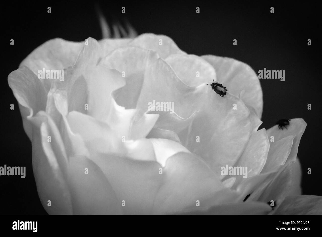 Isoliertes, flaches Fokusbild einer rosa Rose, die nahe der vollen Blüte gezeigt wird, zusammen mit den umgebenden Rosenknospen. Stockfoto