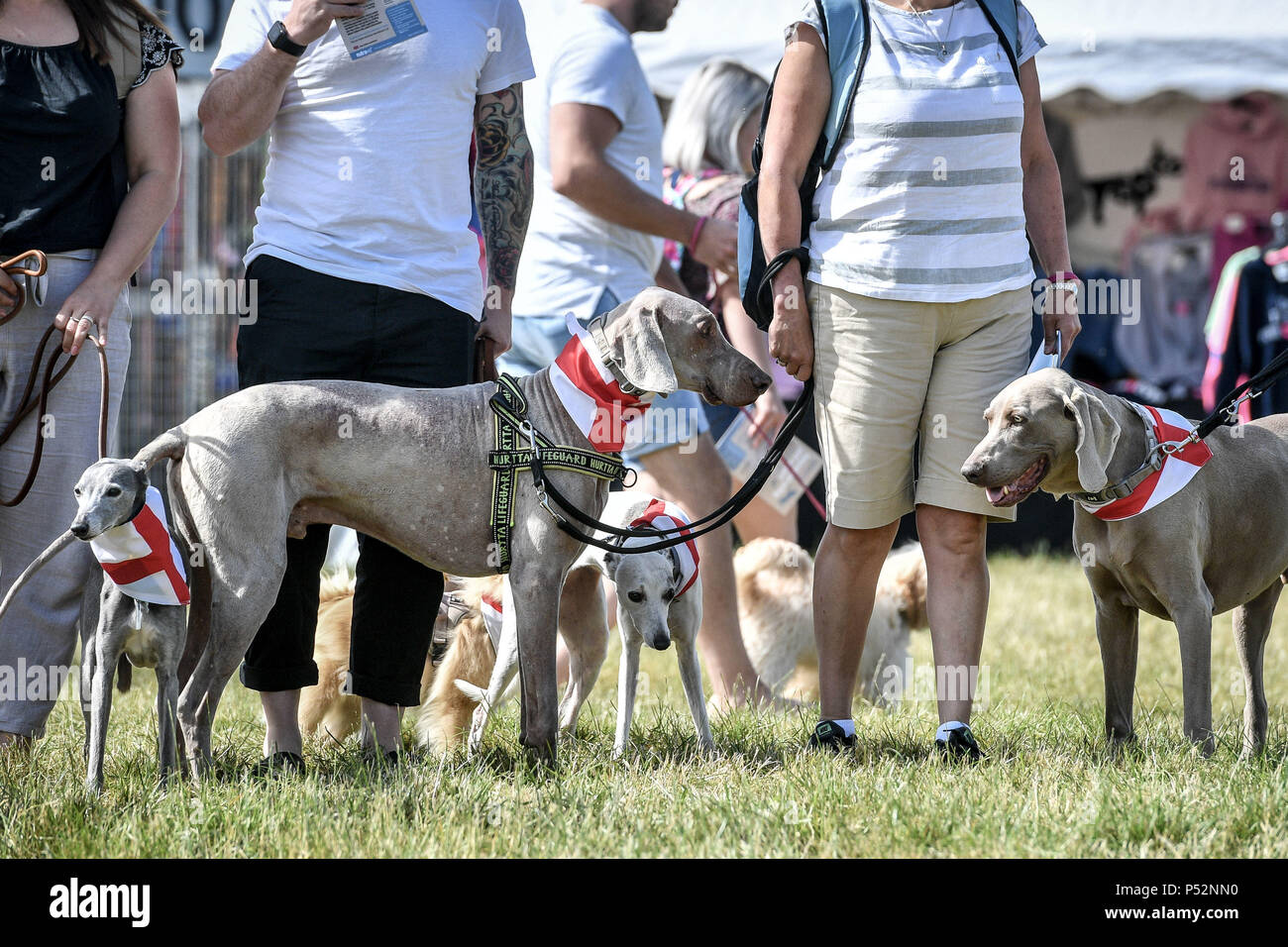Hunde tragen St George's Flag halstücher an Dogfest an Ashton Hof, Bristol, wo Tausende von Hunden und ihren Besitzern zusammen kommen alle Sachen, die Hunde zu feiern. Stockfoto