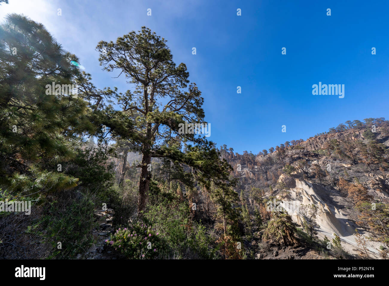 Paisaje Lunar, Teneriffa, Kanarische Inseln Luftaufnahmen der transformierten Landschaft Mondlandschaft (Paisaje Lunar) in Wolken bedeckt. Stockfoto