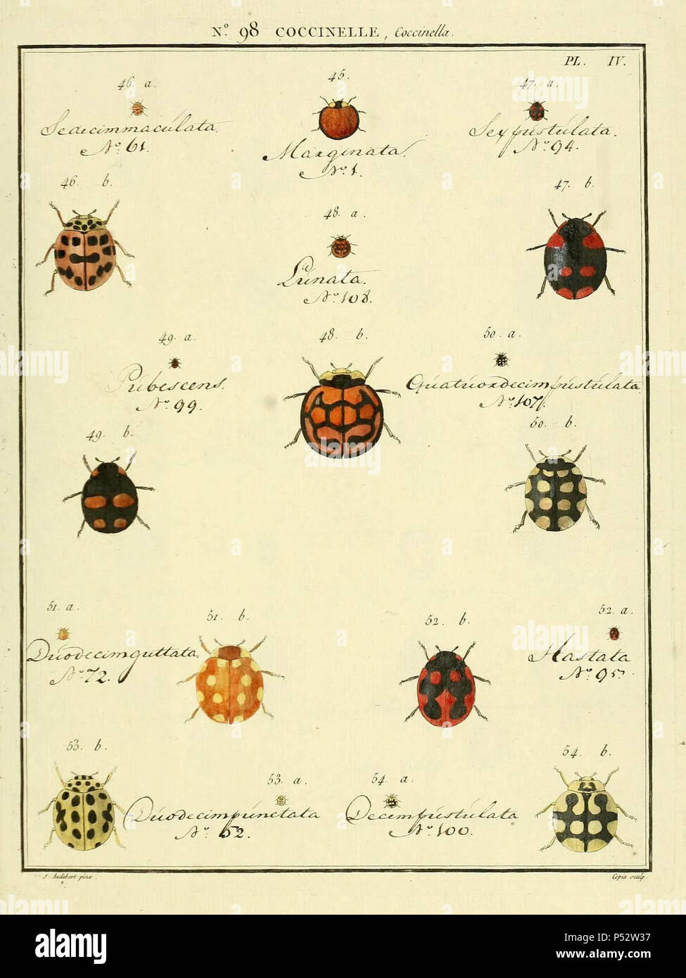Entomologie, ou Histoire Naturelle des Insectes:. Stockfoto