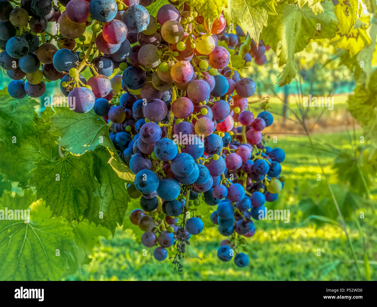 Der Traube von der Rebe in einem Weinberg hängen Stockfoto