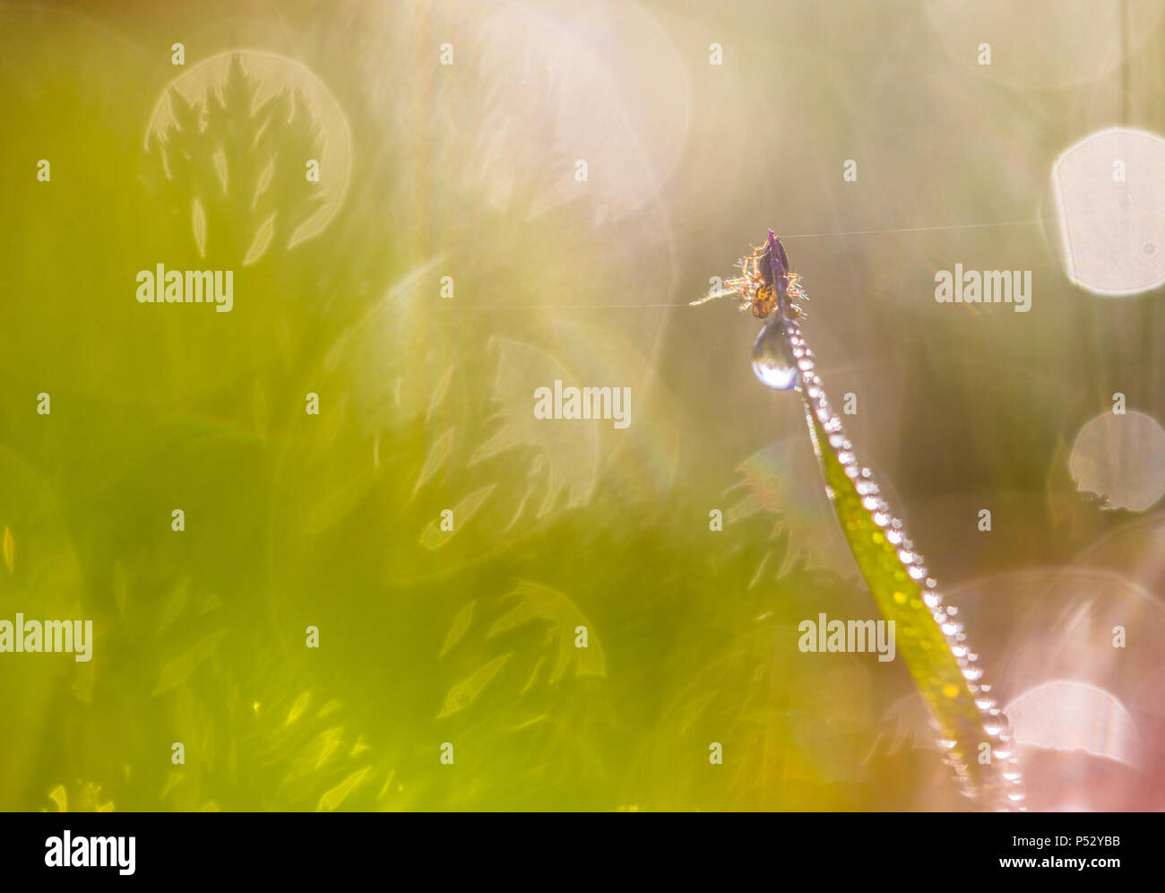 Gras in Tau mit Insekt spider closeup Stockfoto