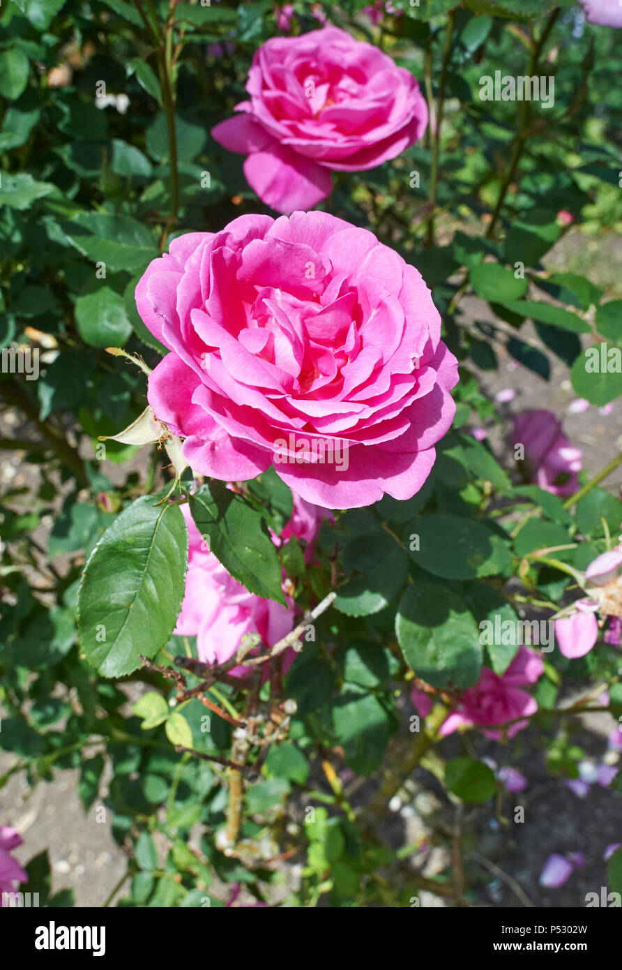 Rose Ispahan", auch bekannt als "Rose d'Ispahan' und 'Pompon des Princes', ist eine klare Rosa, halb-offenen Art der Damascener Rose, Burton Agness Hall UK GB Stockfoto
