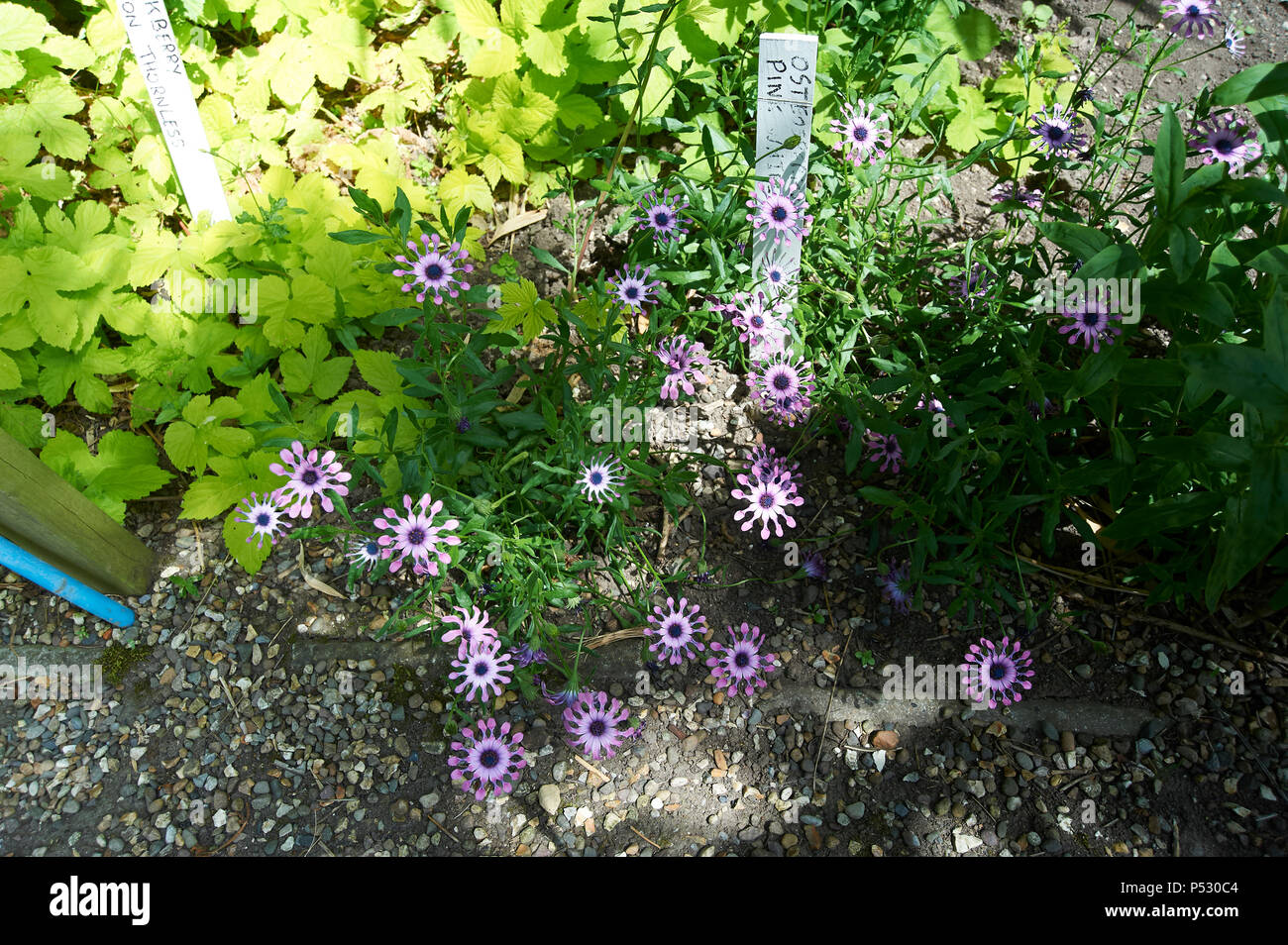 Osteospermum fruticosum, auch genannt Strauchigen daisybush oder nachgestellte African Daisy ist eine blühende Pflanze, die in Südafrika Stockfoto