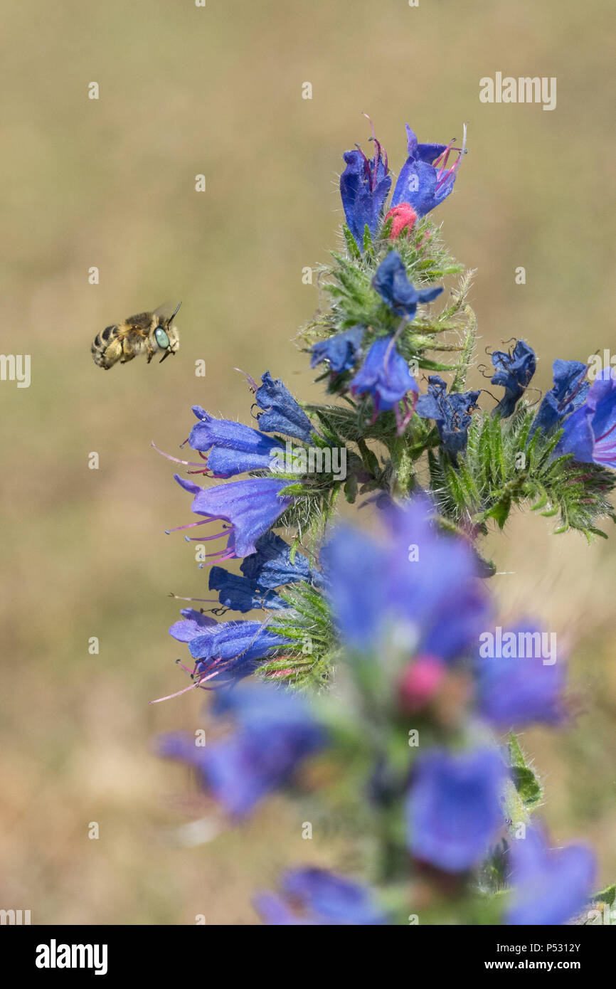 Kleine Blume Biene (Green-eyed Blume Biene - Anthophora bimaculata) schweben Rund um's Viper bugloss Wildblumen an hankley Gemeinsame, Surrey, Großbritannien Stockfoto