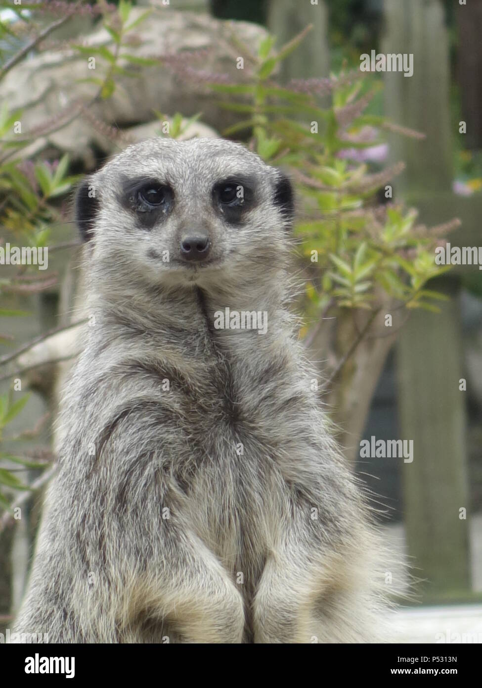 Ein Erdmännchen in Gefangenschaft Stockfoto