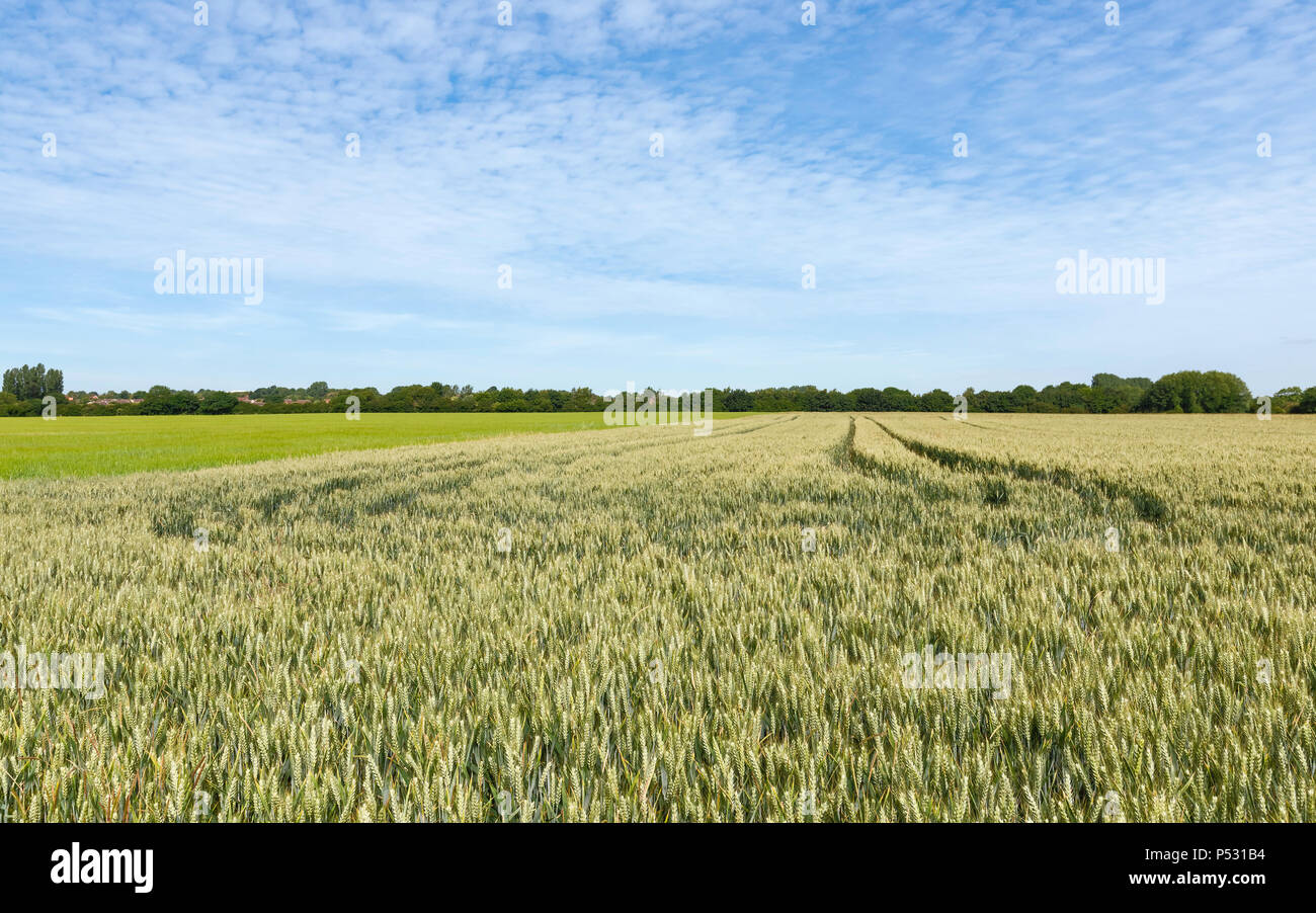 Blick über weizenfeld unter blauem Himmel und Wolken im Sommer in Beverley, Yorkshire, UK. Stockfoto