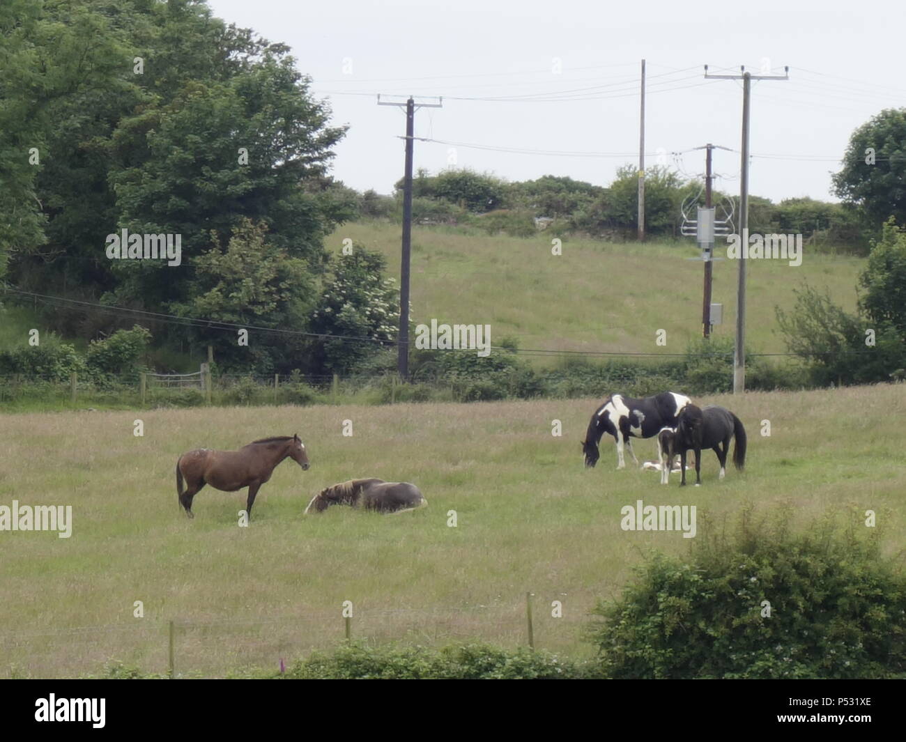 Die Landschaften im Norden von Wales Stockfoto