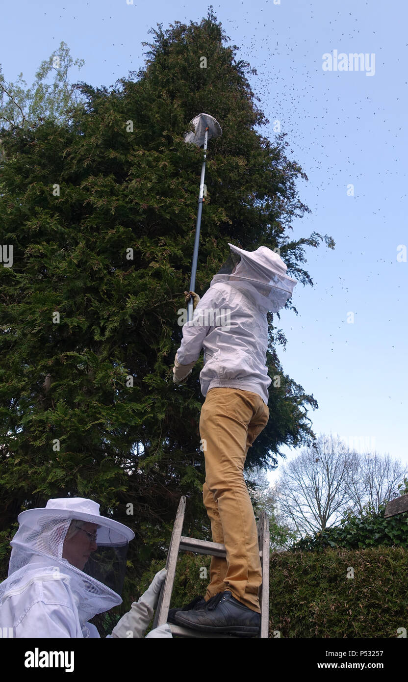 03.05.2016, Berlin, Imker ein Schwarm Bienen in einem schrebergarten in Bukow fangen Stockfoto