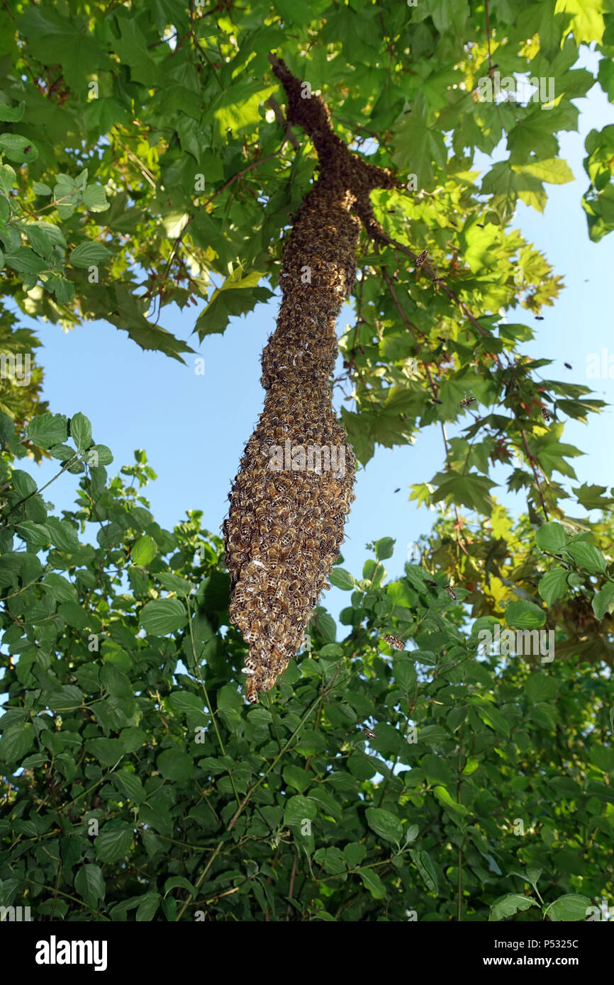 09.05.2016, Berlin, Skuriler bee Swarm Hängen an einem Baum in Lankwitz Stockfoto