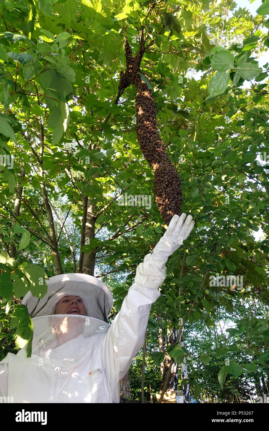 09.05.2016, Berlin, Skuriler bee Swarm hängt an einem Baum in Lankwitz und bewundert von einem Imker Stockfoto