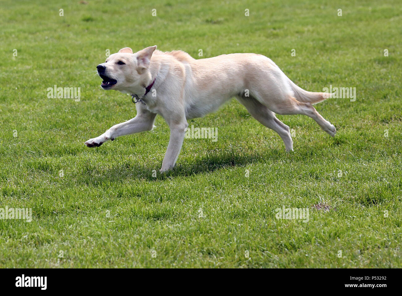 Hannover, Niedersachsen, bellenden Hund läuft über einer Wiese Stockfoto