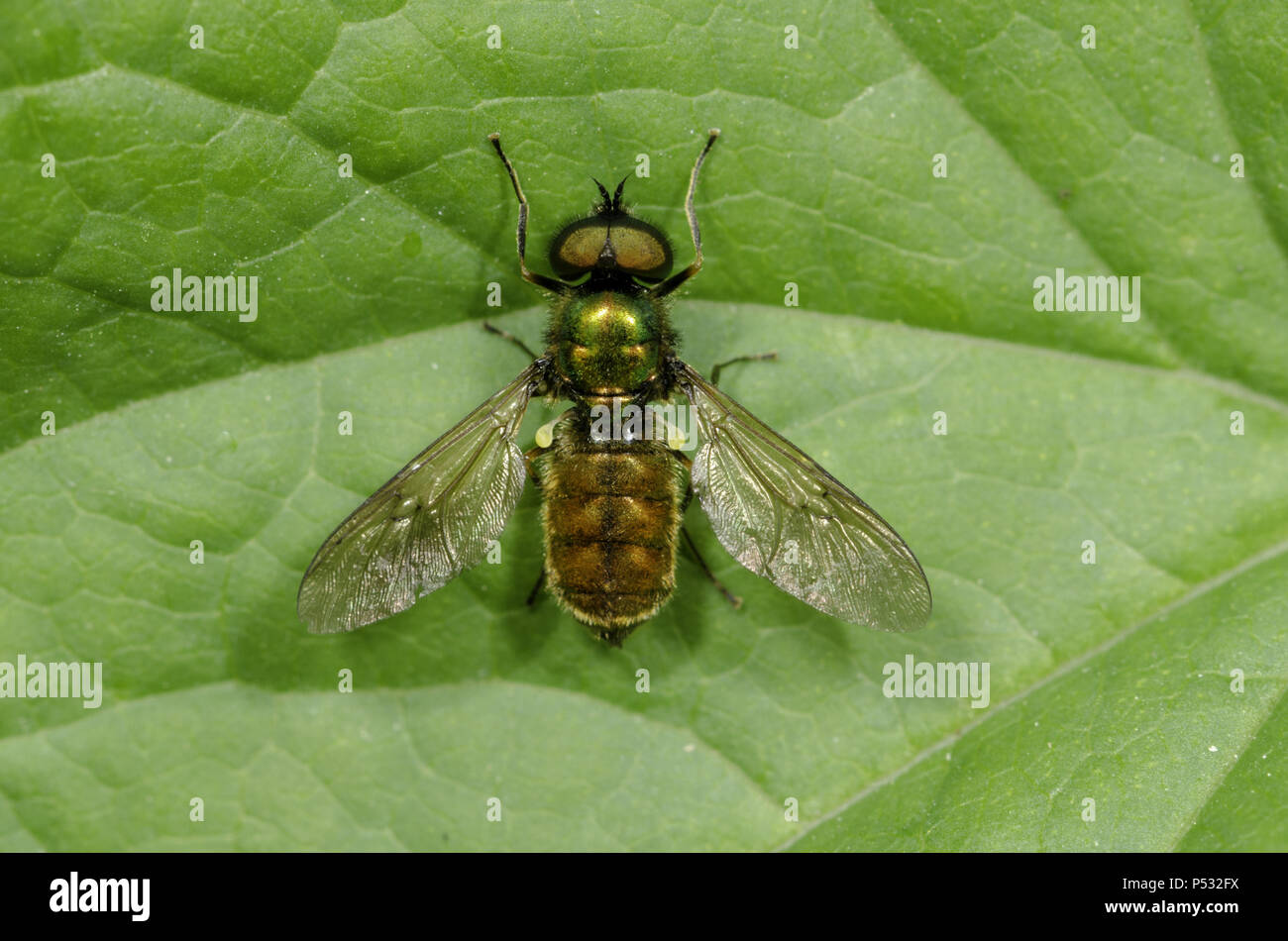 Breite Centurian-Chloromyia Formosa. Dorsalansicht eines Blau Grün fliegen. Stockfoto