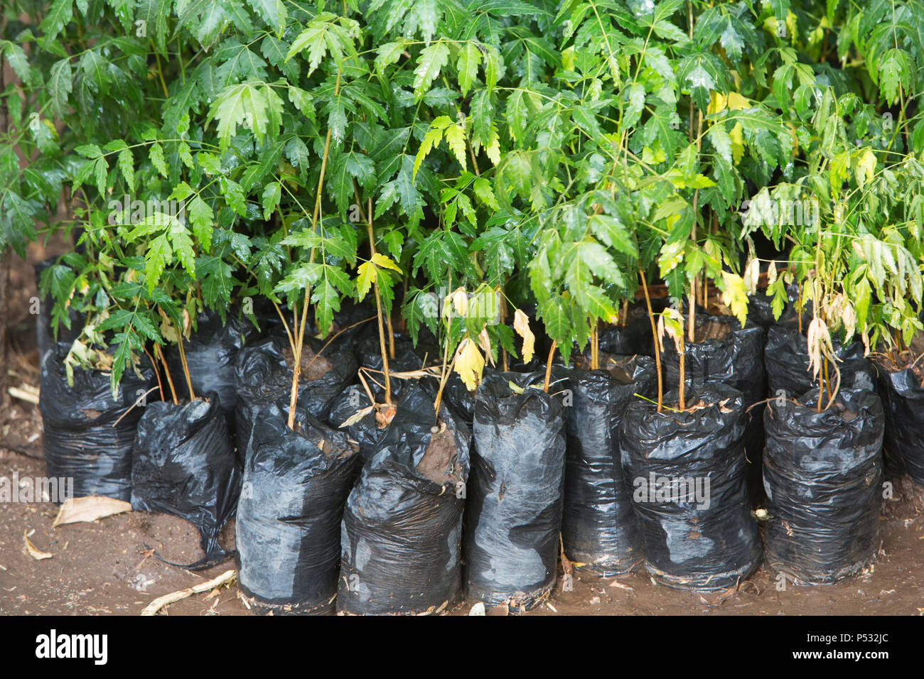 Kakuma, Kenia - Gartenarbeit in Kakuma Flüchtlingslager, verwaltet und von der GIZ/UNHCR finanziert. Stockfoto