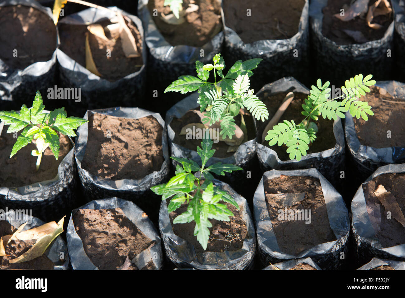 Kakuma, Kenia - Gartenarbeit in Kakuma Flüchtlingslager, verwaltet und von der GIZ/UNHCR finanziert. Stockfoto