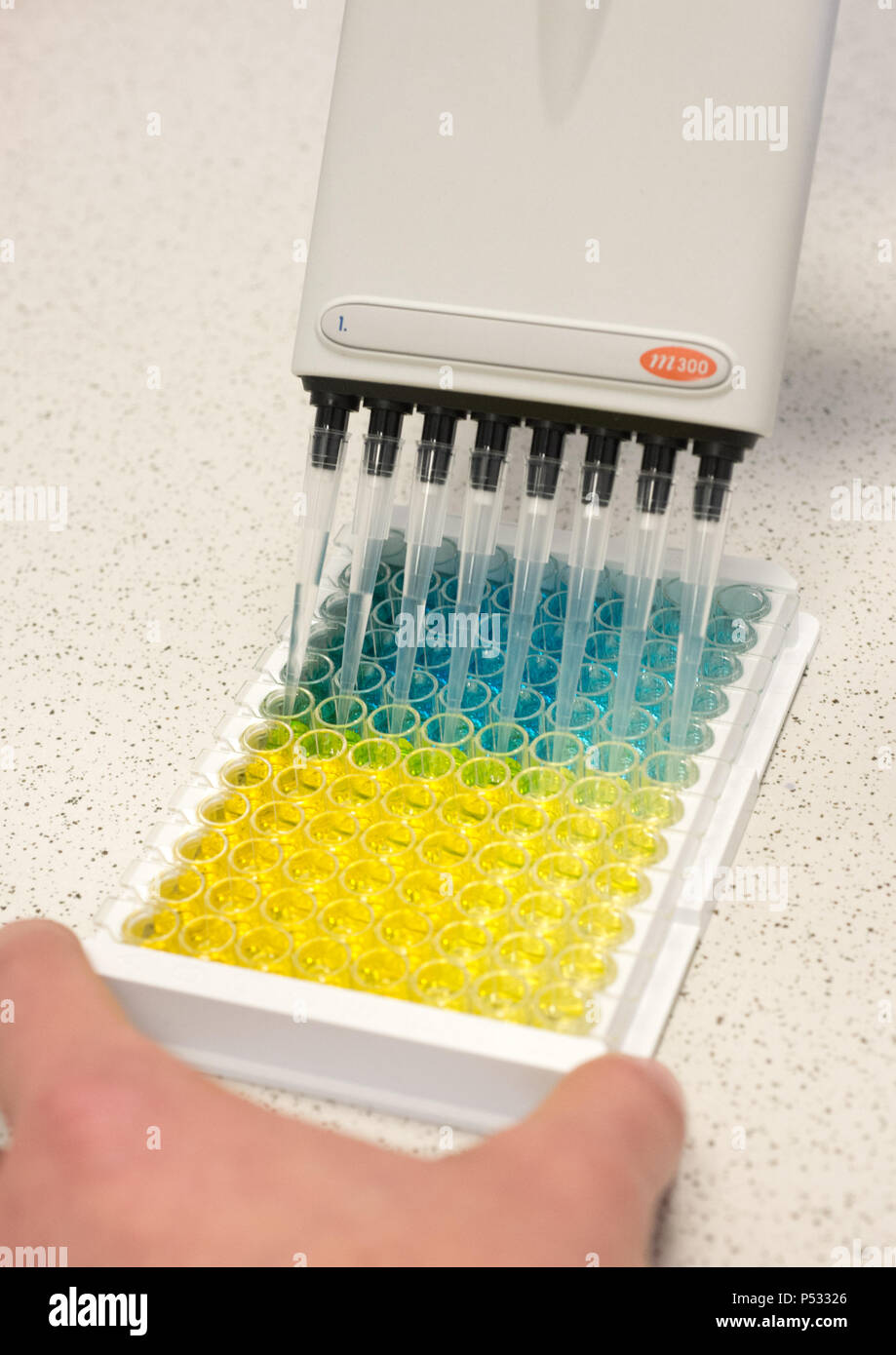 Die Arbeit im Labor: Vorbereitung der Proben in einer 96-Well-PCR-Platten innerhalb der ELISA-Diagnose Stockfoto