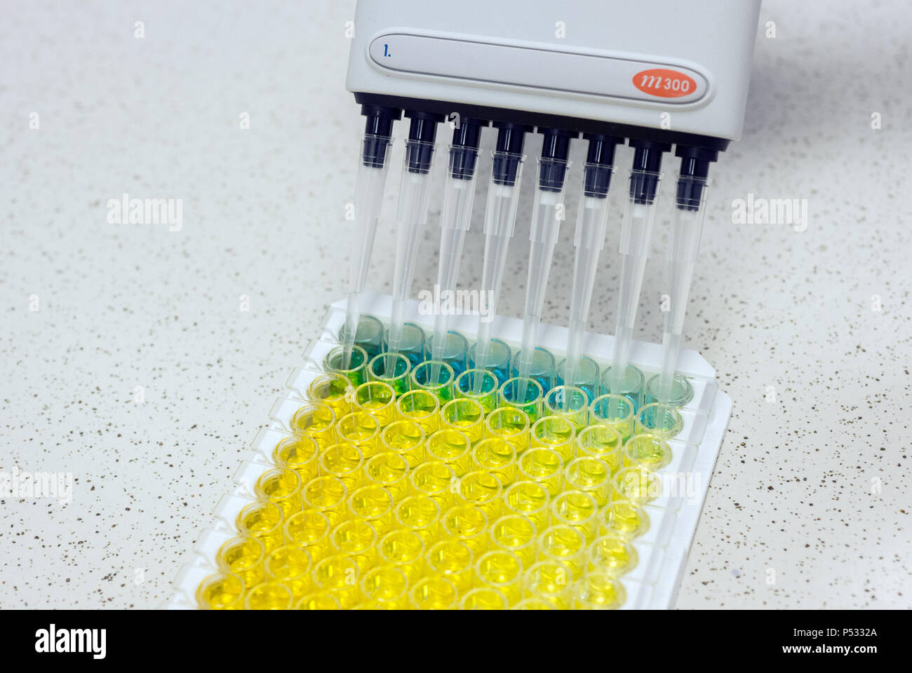 Die Arbeit im Labor: Vorbereitung der Proben in einer 96-Well-PCR-Platten innerhalb der ELISA-Diagnose Stockfoto