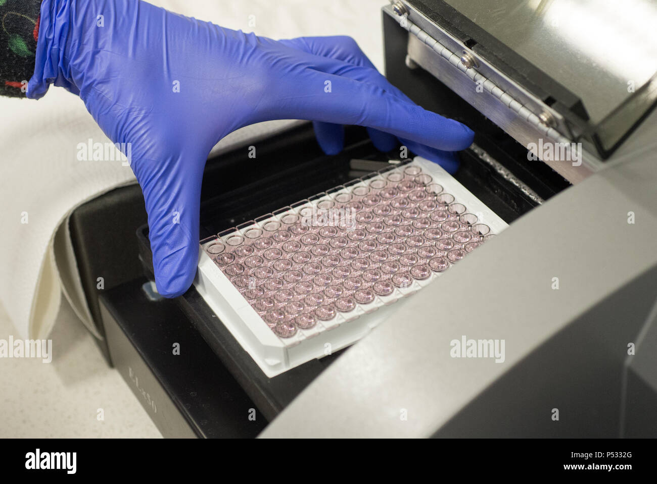 Eine 96-Well-PCR-Platte in ein micro Plate Reader innerhalb der ELISA-Diagnose einfügen Stockfoto